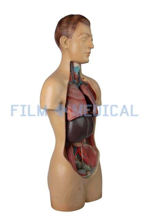 Anatomical Model of Male Torso On Teak Wood Base